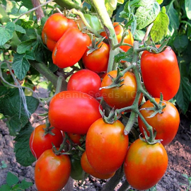 «Petrusha-gardener» - Organic Tomato Seeds