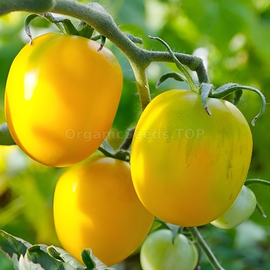 «De-barao giant yellow» - Organic Tomato Seeds