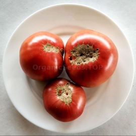 «Appetizing» - Organic Tomato Seeds