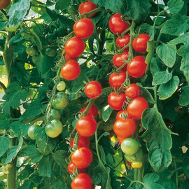 «Gardeners delight» - Organic Tomato Seeds