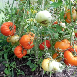 «Early King» - Organic Tomato Seeds