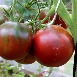 «Black Prince» - Organic Tomato Seeds