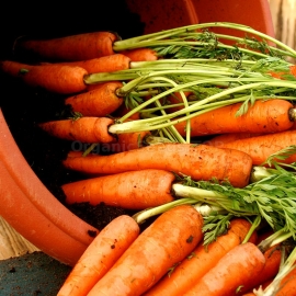 «Amsterdam» - Organic Carrot Seeds