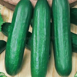 «Emelya» - Organic Cucumber Seeds