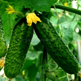 «Wisconsin» - Organic Cucumber Seeds