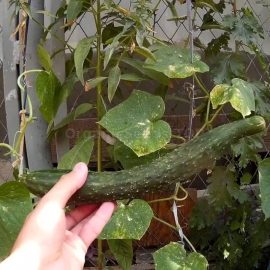 «Chinese Snake» - Organic Cucumber Seeds