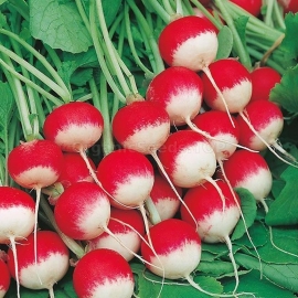 «Krakowianka» - Organic Radish Seeds