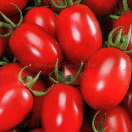 «Novelty of Pridnestrovie» - Organic Tomato Seeds