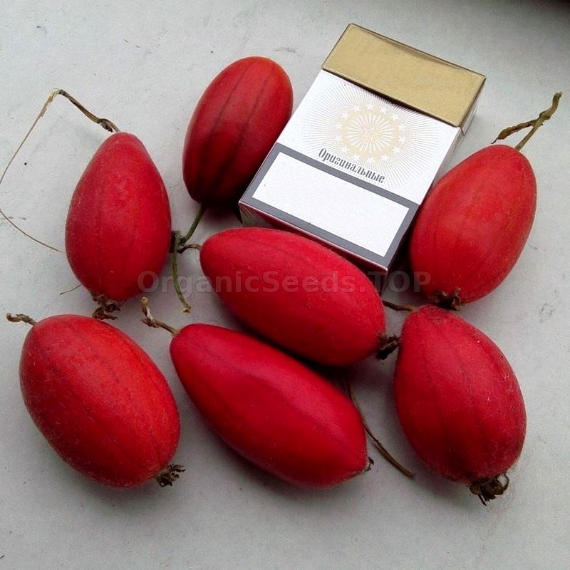 Thladiantha dubia delicious fruit hardy climber 25 seeds Details about   Manchu Tubergourd