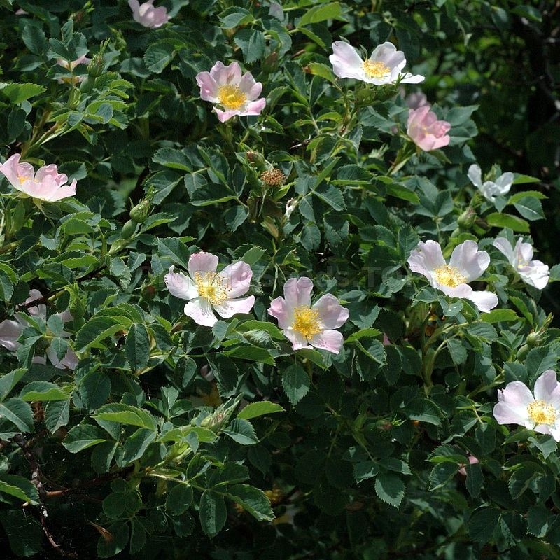 Outstanding variety Rosa Canina Dog Rose 10 Seeds 