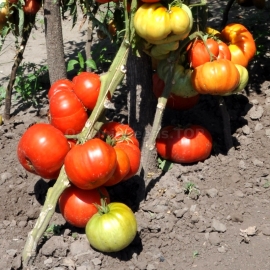 «Heat Giant» - Organic Tomato Seeds