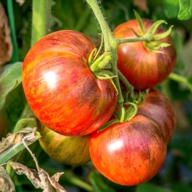«Persuasion» - Organic Tomato Seeds