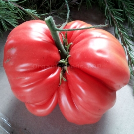 «Sicilian Saucer» - Organic Tomato Seeds