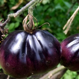«Blue Pear» - Organic Tomato Seeds