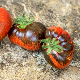 «Blue Fire» - Organic Tomato Seeds
