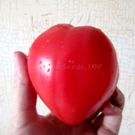 «Kelli's Heart» - Organic Tomato Seeds