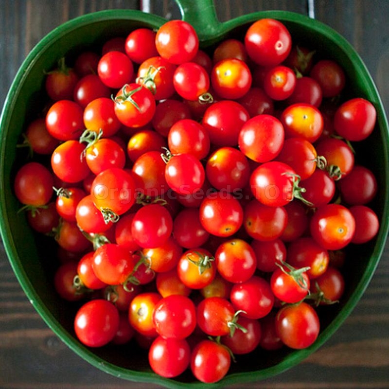 «World's Smallest Red» Organic Tomato Seeds Shipping is free for
