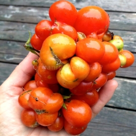 «Reisetomate» - Organic Tomato Seeds