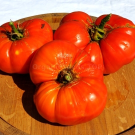 «Peter Glazebrook» - Organic Tomato Seeds