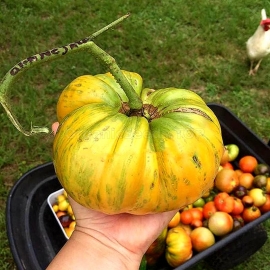 «Orange Jazz» - Organic Tomato Seeds