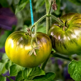 «Marmande Verte» - Organic Tomato Seeds