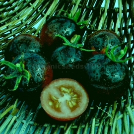 «Maximally Blue-Green» - Organic Tomato Seeds
