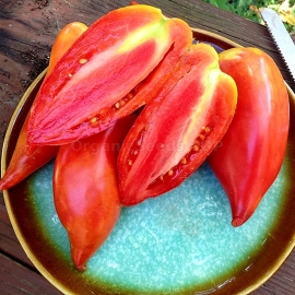«Korean Long» - Organic Tomato Seeds