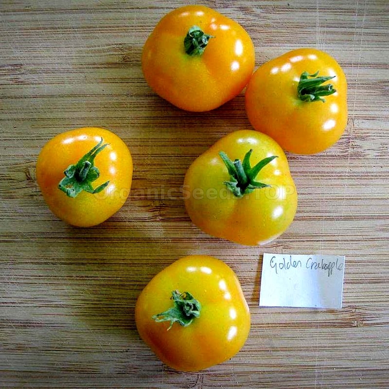 Wagner Blue Green» - Organic Tomato Seeds - ❀ Shipping is free