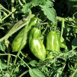«Green Sausage» - Organic Tomato Seeds