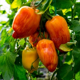 «Yellow Fire» - Organic Tomato Seeds