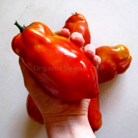 «Jersey Giant» - Organic Tomato Seeds