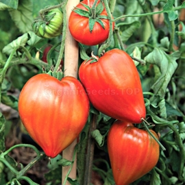 «Giant Heart Climber» - Organic Tomato Seeds