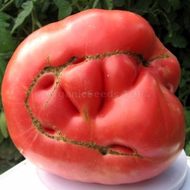 «Big Zac» - Organic Tomato Seeds