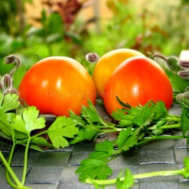 «Pineapple Fog» - Organic Tomato Seeds