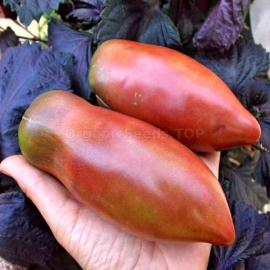 «Wessel’s Purple Pride» - Organic Tomato Seeds