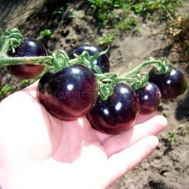 «Bleve P-20» - Organic Tomato Seeds