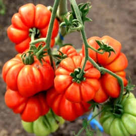 «Costoluto Fiorentino» - Organic Tomato Seeds