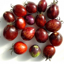 «Dwarf Damascus Steel» - Organic Tomato Seeds