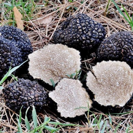 «Black Truffle» (Tuber melanosporum) - Organic Mushroom's Dry Mycelium