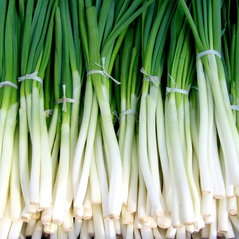 1000 Graines Ciboule Japonaise Ishikura Long White Japanese Bunching Onion seeds 