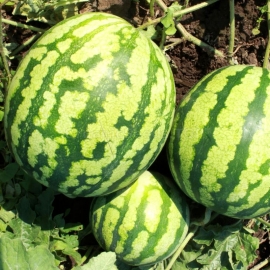 «Beijing Joy» - Organic Watermelon Seeds