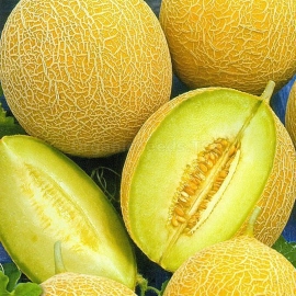 «Honey tale» - Organic Melon Seeds