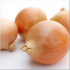 «Dorata di Parma» - Organic Onion Seeds