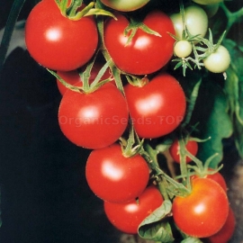 «Tamina» - Organic Tomato Seeds