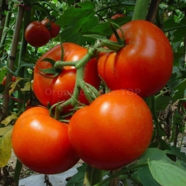 «Chinese early» - Organic Tomato Seeds