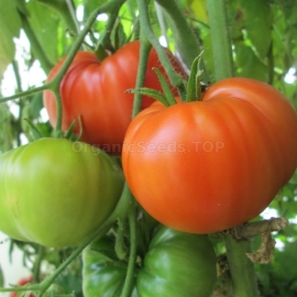 «Bull forehead» - Organic Tomato Seeds