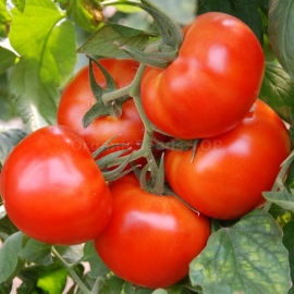 «Market miracle» - Organic Tomato Seeds