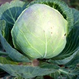 «Lesya» - Organic Cabbage Seeds