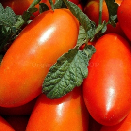 «Althaea» - Organic Tomato Seeds