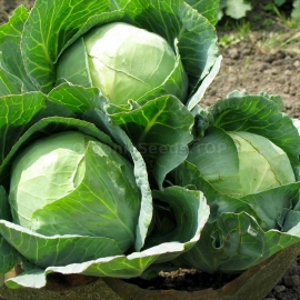 «Jana» - Organic Cabbage Seeds